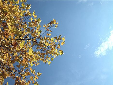 秋天,树,黄色,叶子