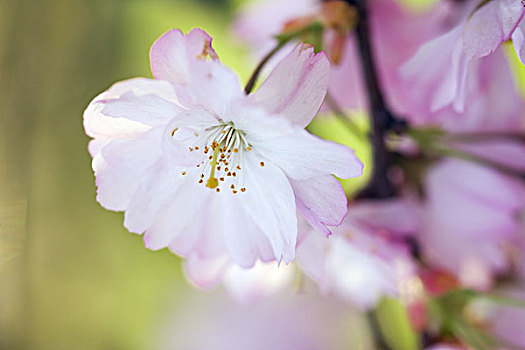 日本,樱桃,樱花,特写,花,自然,植物,树,观赏植物,樱桃树,装饰,康乃馨,花瓣,白色,粉色,精美,雄蕊,概念