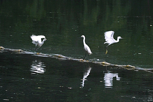 浣花溪公园的三只白鹭