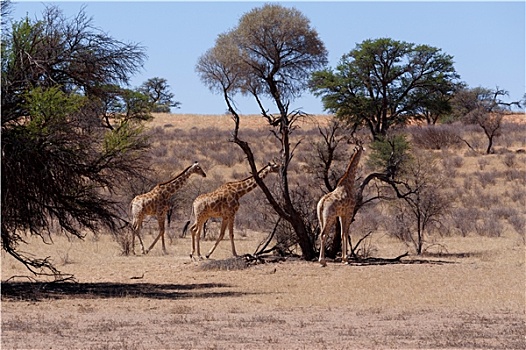 长颈鹿,非洲,灌木