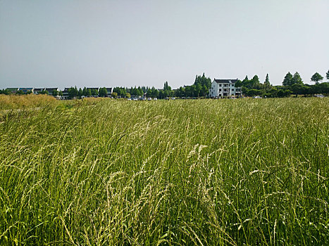 牧草,草场
