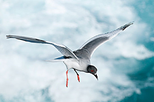 海鸥,燕尾鸥,飞,加拉帕戈斯群岛,厄瓜多尔