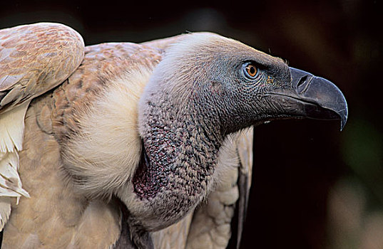 秃鹰,濒危物种,南非,非洲