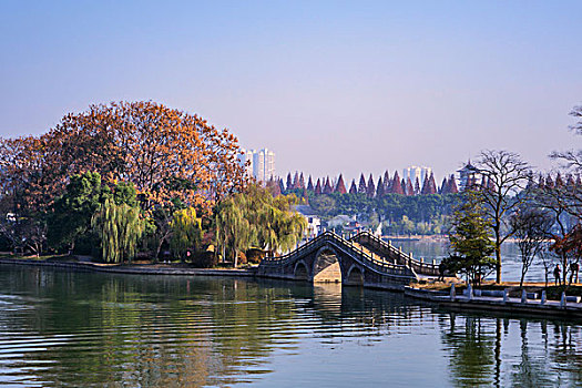 冬景,湖光冬色,水杉