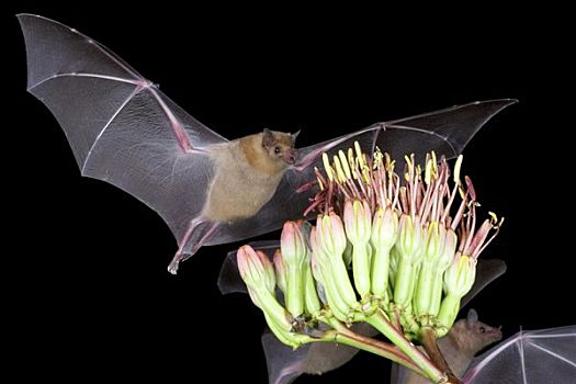 蝙蝠,飞跃,龙舌兰属植物,亚利桑那,美国