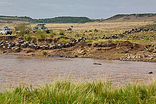 旅游,交通工具,角马,迁徙,马拉河,马塞马拉野生动物保护区,肯尼亚