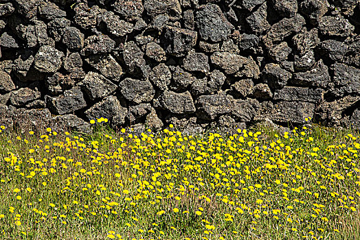 冰岛,石墙,火山岩,石头,黄花,草地