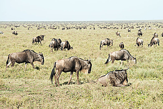 大,牧群,角马,塞伦盖蒂,短小,草,靠近,恩戈罗恩戈罗火山口,保护区,坦桑尼亚