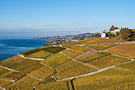 葡萄园,秋天,风景,城堡,洛桑,拉沃,日内瓦湖,沃州,瑞士,欧洲