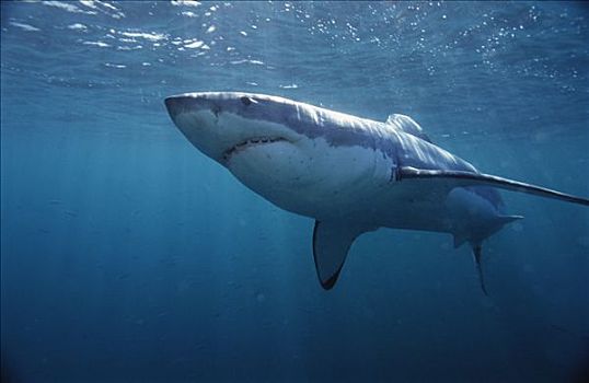大白鲨,沙鲨属,岛屿,澳洲南部