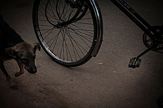 自行车,轮子,狗