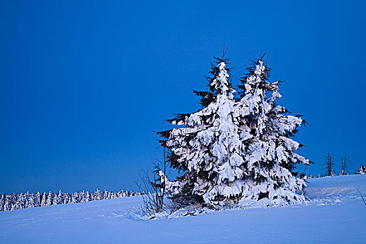 积雪,树,蓝色,钟点,山,矿,萨克森,德国,欧洲