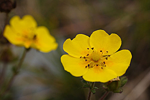黄色野花