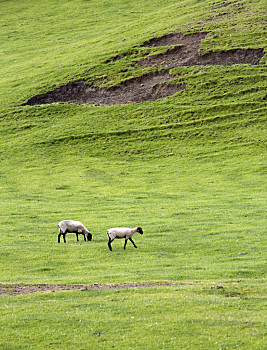 两只,羊,放牧,羊群,草地,草