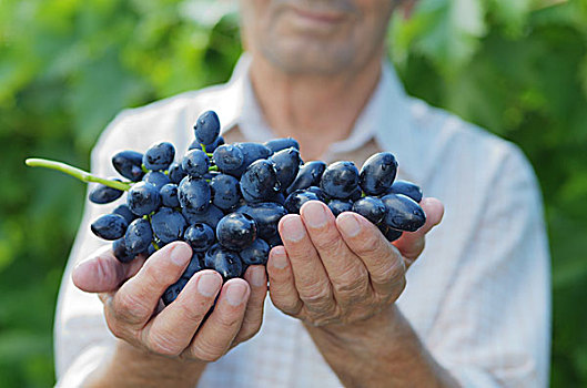 高兴,老人,农民,束,蓝色,葡萄,葡萄园