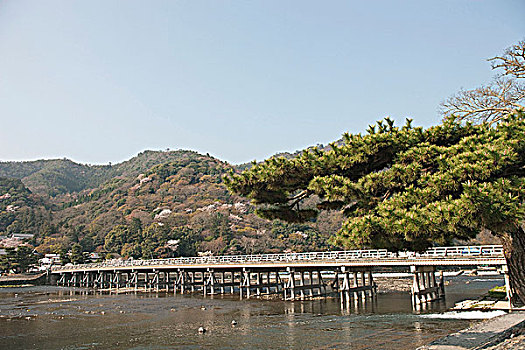 樱花,岚山,京都,日本