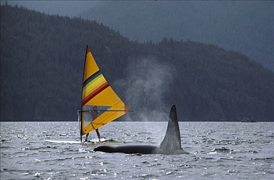 逆戟鲸,平面,靠近,风帆冲浪者,不列颠哥伦比亚省,加拿大