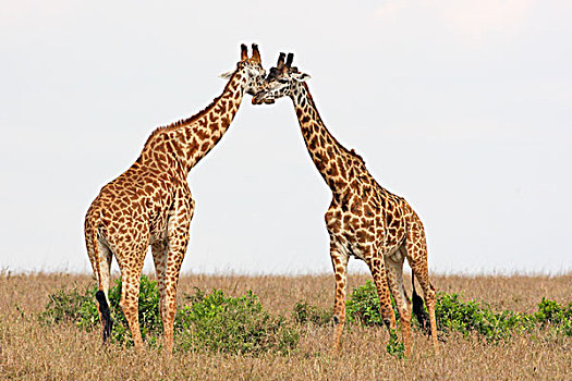 马赛长颈鹿,马赛马拉,肯尼亚