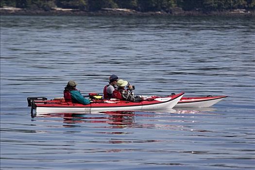 海上皮划艇,靠近,温哥华岛,加拿大