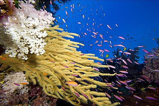 斐济,柳珊瑚,珊瑚礁景