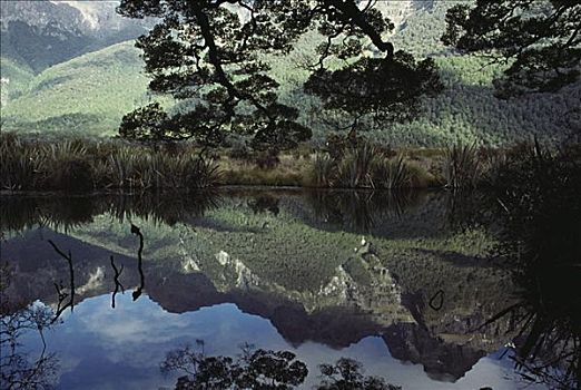 新西兰,国家公园,镜湖,山峦,树,反射,水
