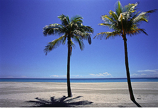 棕榈树,海滩,劳德代尔堡,佛罗里达,美国