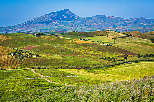 景色,远景,农田,葡萄园,绵羊,放牧,山,背景,靠近,省,特拉帕尼,西西里,意大利