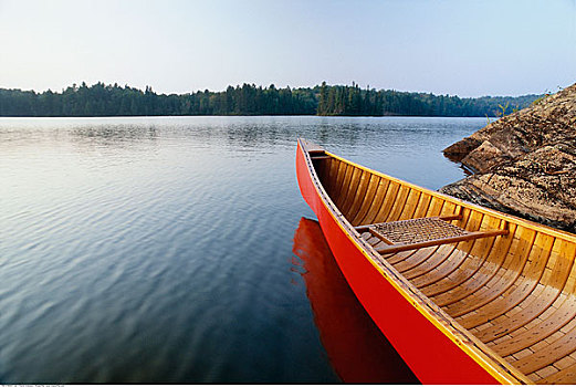 独木舟,松树,湖,阿尔冈金公园,安大略省,加拿大