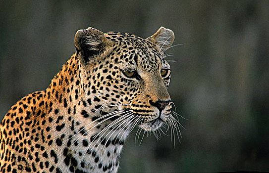 豹,克鲁格国家公园,南非,非洲