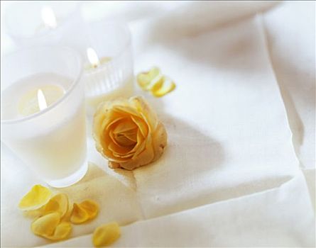 黄玫瑰,白色背景,桌布