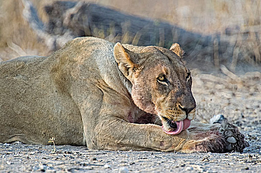 雌狮,成年,舔,爪子,埃托沙国家公园,纳米比亚,非洲