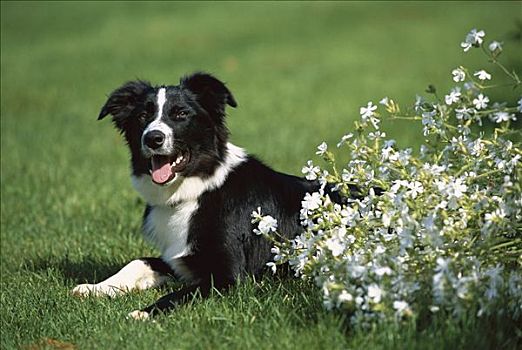 博德牧羊犬,狗,成年,休息,草地,靠近,花
