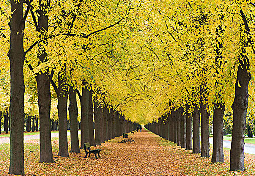 酸橙树,道路,秋叶,汉诺威,下萨克森
