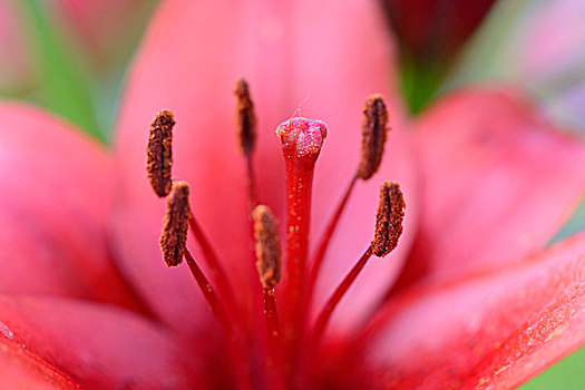 百合,花,特写