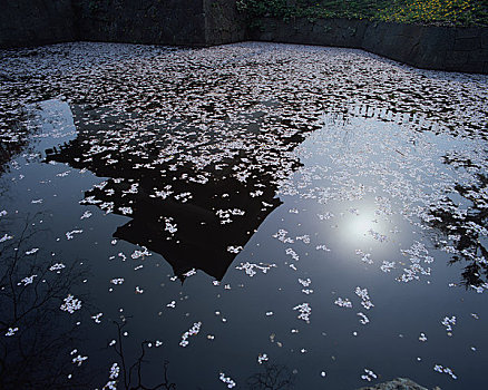 樱花,漂浮,护城河