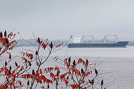 加拿大,魁北克,区域,货船,劳伦斯河,雾,秋天