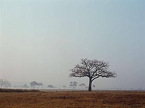 风景,非洲,大草原,孤单,树,前景,其它,远景,早晨,国家,公园,坦桑尼亚