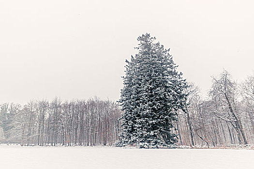 松树,冬季风景,雪