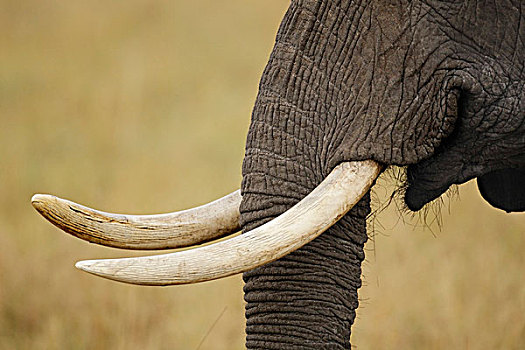 肯尼亚,马赛马拉,国家,野生动植物保护区,住宿,侧面,特写,非洲象,獠牙,象鼻