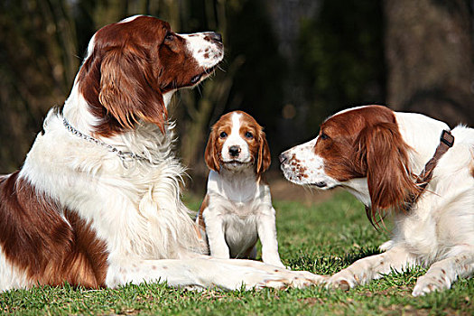 爱尔兰,红色,白色,塞特犬,狗,家族,奥地利,欧洲