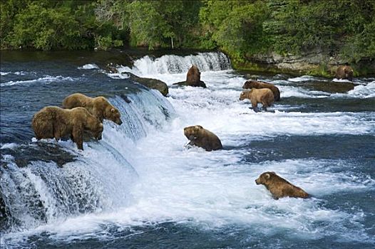 棕熊,许多,熊,捕鱼,布鲁克斯河,溪流,瀑布,卡特麦国家公园,阿拉斯加,美国,北美
