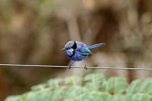 蓝色,仙女,鹪鹩,站立,栅栏,线,西澳大利亚州,澳大利亚