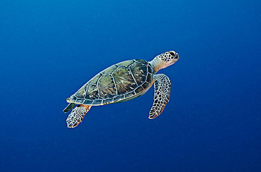 绿海龟,龟类,博奈尔岛,荷属安的列斯,加勒比