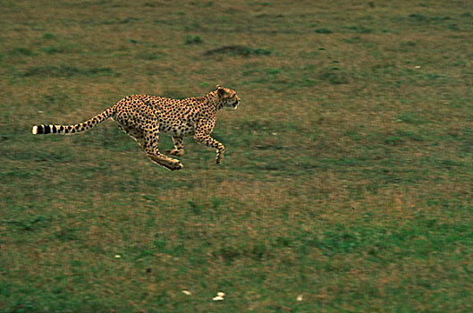 速度,印度豹,优雅,动物,英国