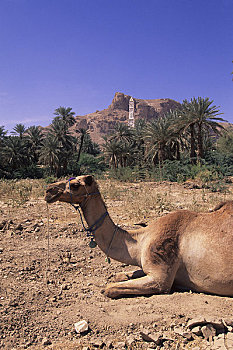 也门,旱谷,哈德拉毛,骆驼,棕榈树,背景