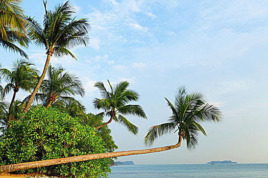树,海洋,圣淘沙,新加坡