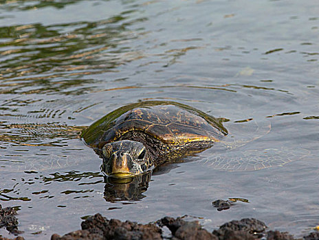 绿海龟,休息,海岸线,龟类,柯哈拉海岸,夏威夷