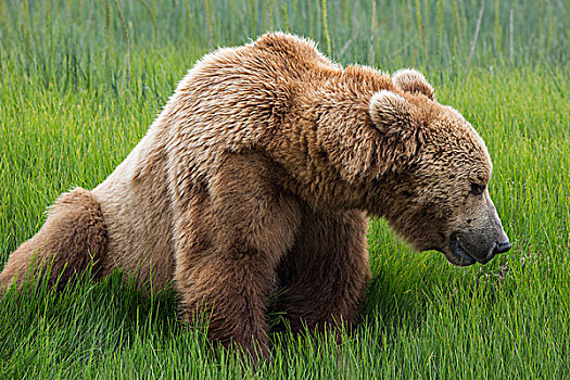美国,阿拉斯加,棕熊