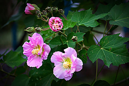 美丽的芙蓉花,木芙蓉,拒霜花,木莲,地芙蓉,华木