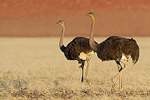 两个,鸵鸟,鸵鸟属,骆驼,道路,索苏维来地区,纳米比亚